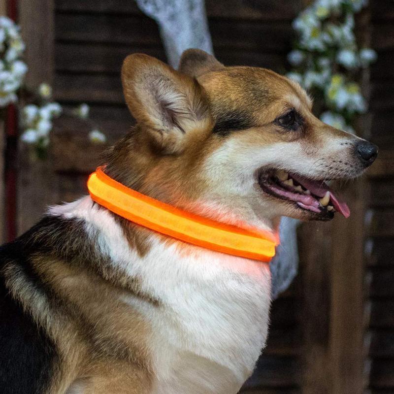 Sicherheit LED Hunde Halsband, ohne Batterie