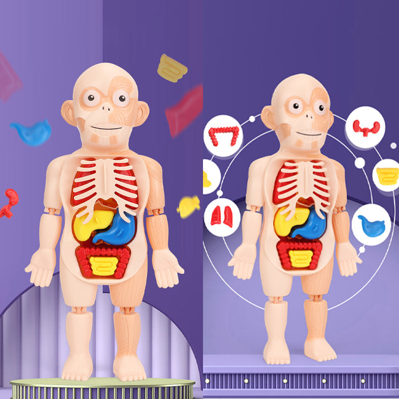 Frühpädagogisches Spielzeug über menschliche Organe